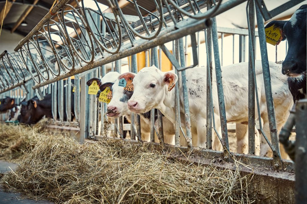 KMU in Sachsen-Anhalt nutzen Fördermittel für Milchtechnologie.